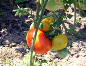 Greenhouse, Tomatoes, Why, Tomato, food and drink, fruit thumbnail