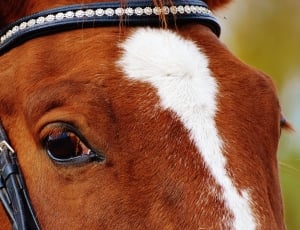Reiterhof, Brown, Horse, Ride, Animal, one animal, close-up thumbnail