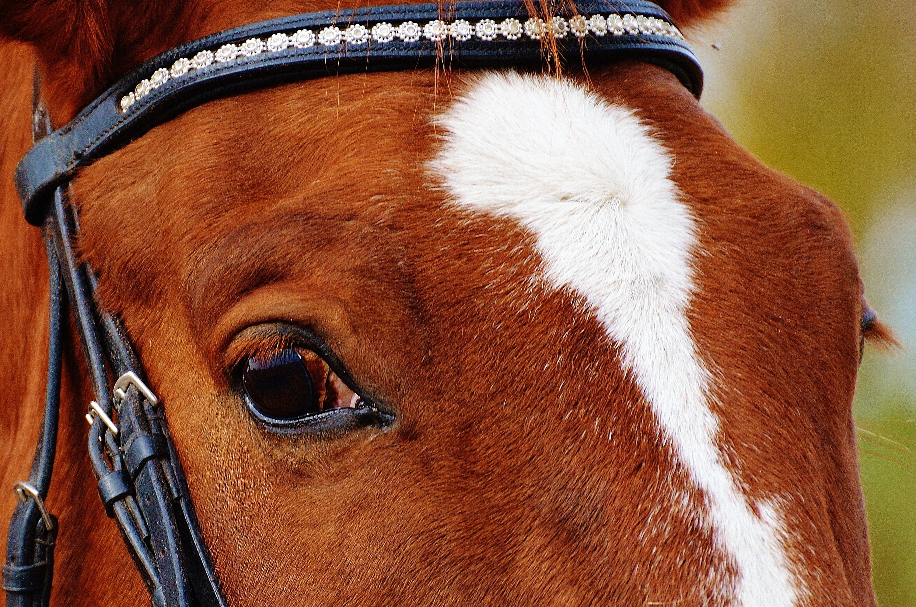 Reiterhof, Brown, Horse, Ride, Animal, one animal, close-up