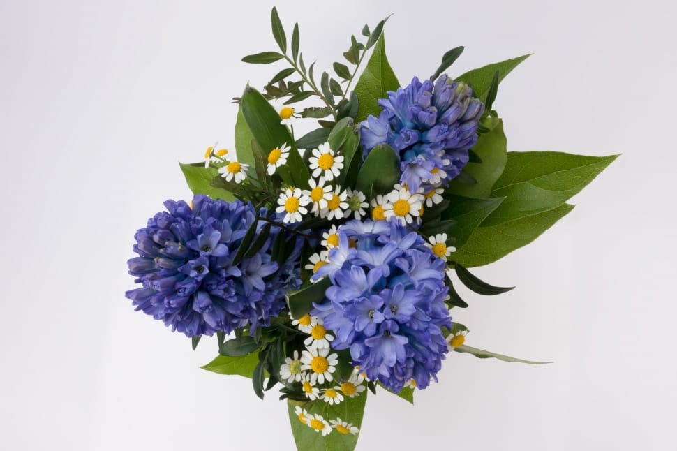 purple white and yellow petaled flowers preview