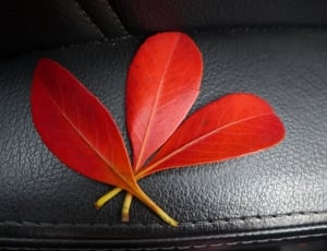 3 red leaves thumbnail
