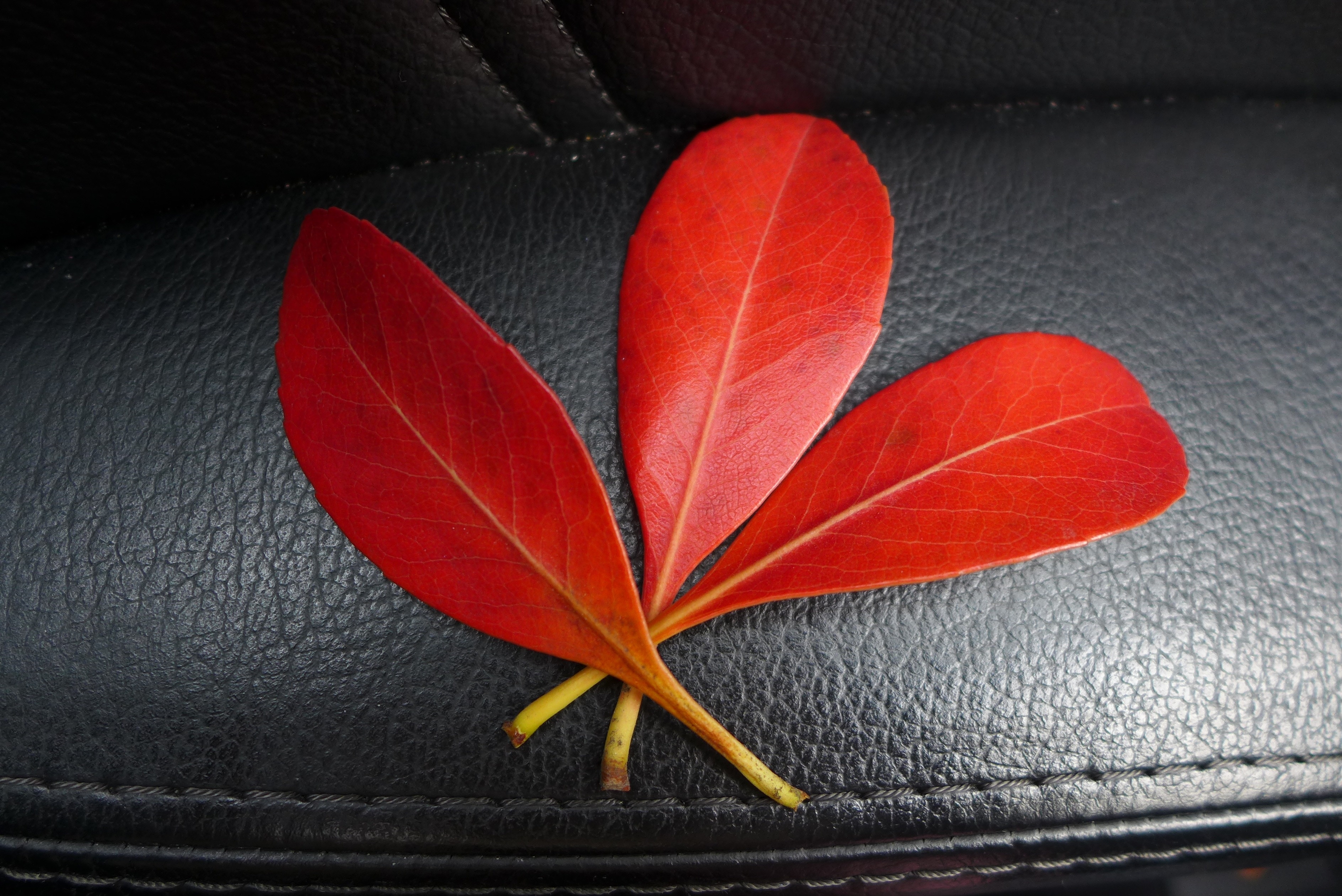 3 red leaves