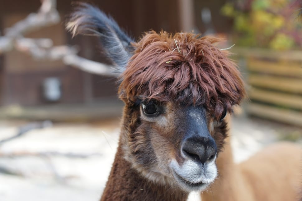closeup photo of brown llama preview