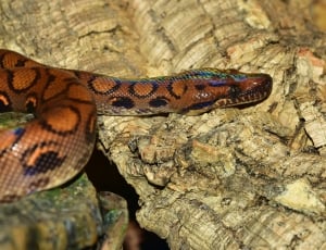 snake on wood thumbnail