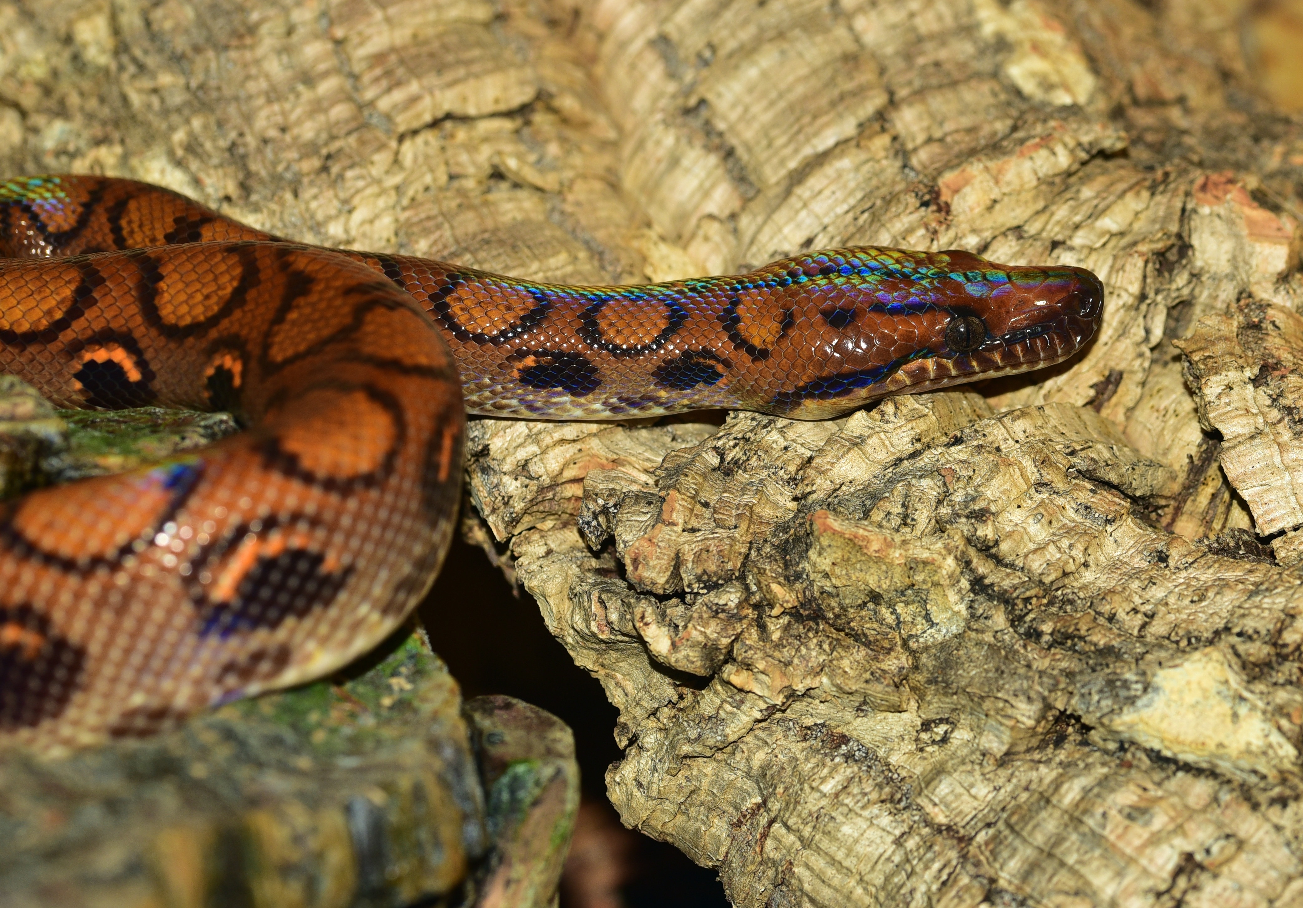 snake on wood