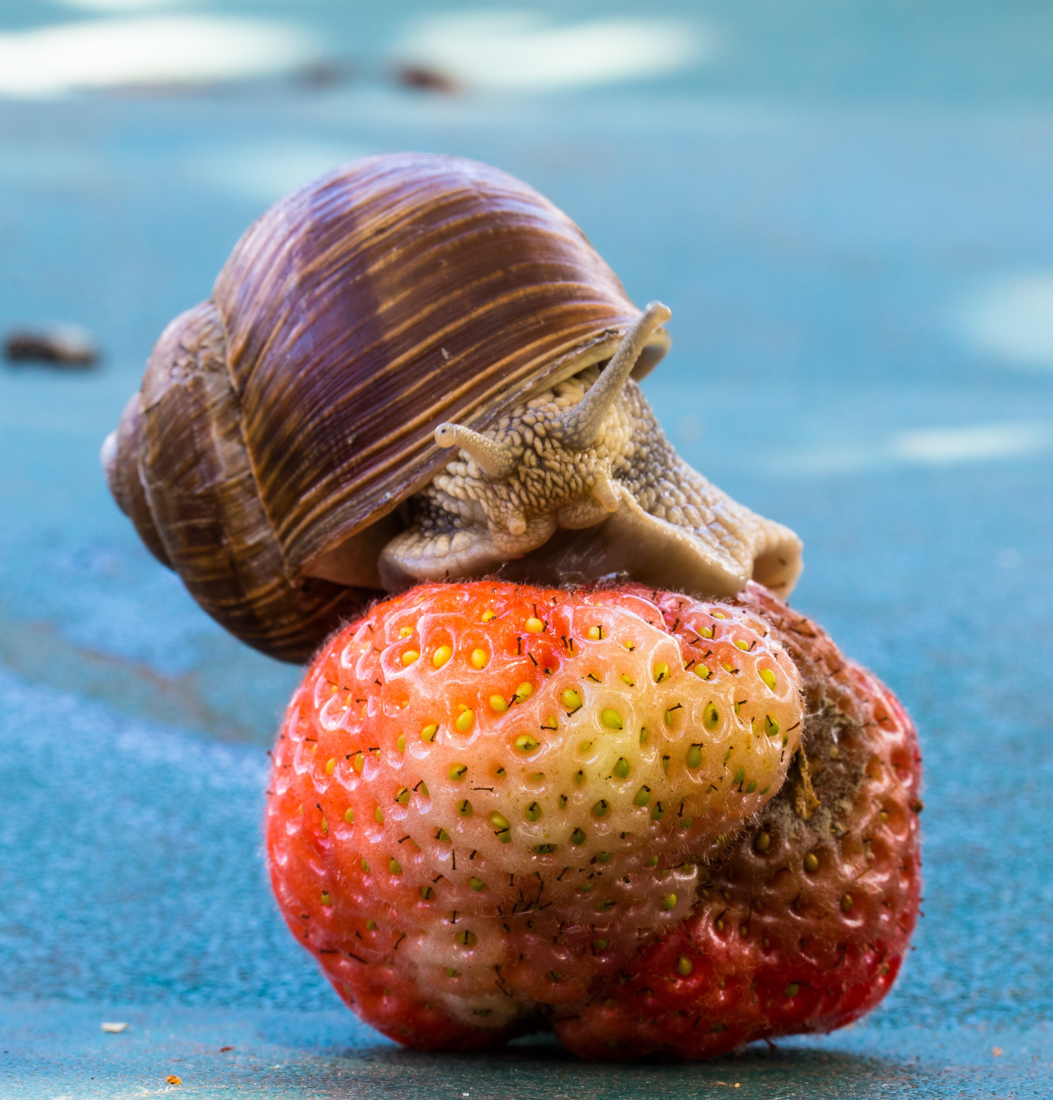 brown snail on red fruits