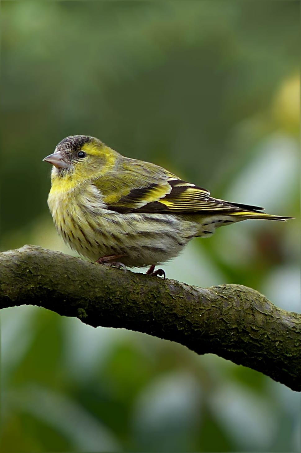 Bird, Male, Serinus, Tree, Cape Canary, one animal, animals in the wild preview