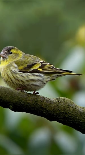 Bird, Male, Serinus, Tree, Cape Canary, one animal, animals in the wild thumbnail