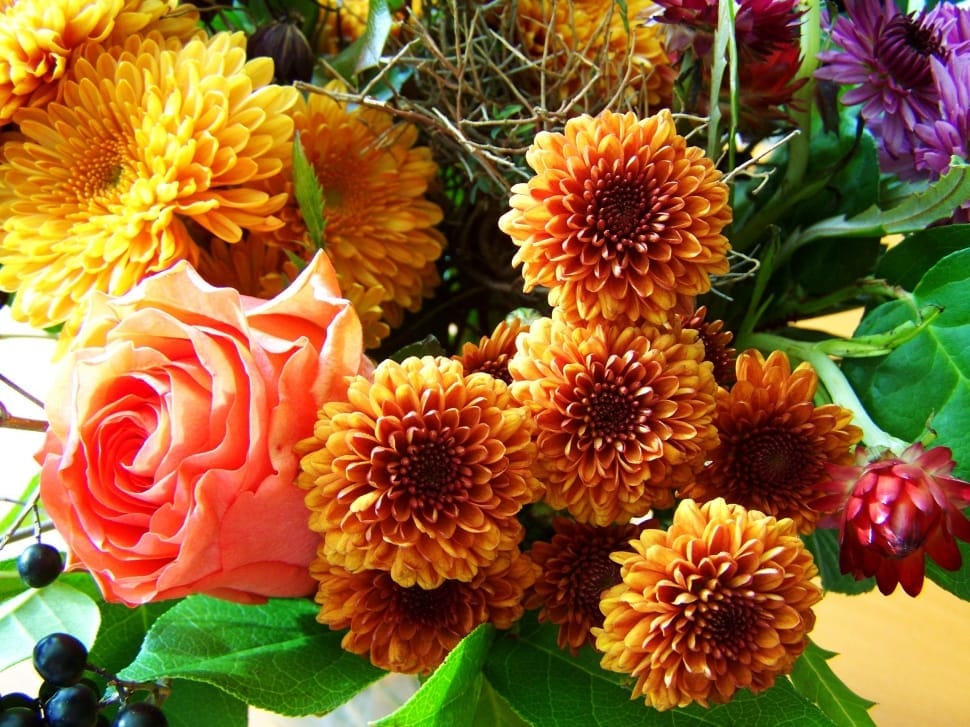 yellow and orange petaled flowers preview