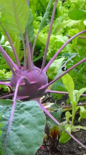 Vegetables, Garden, Vitamins, Kohlrabi, growth, green color thumbnail