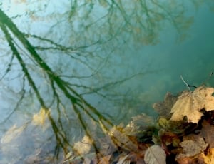 Water, Leaves, Shadow, Reflection, nature, tree thumbnail