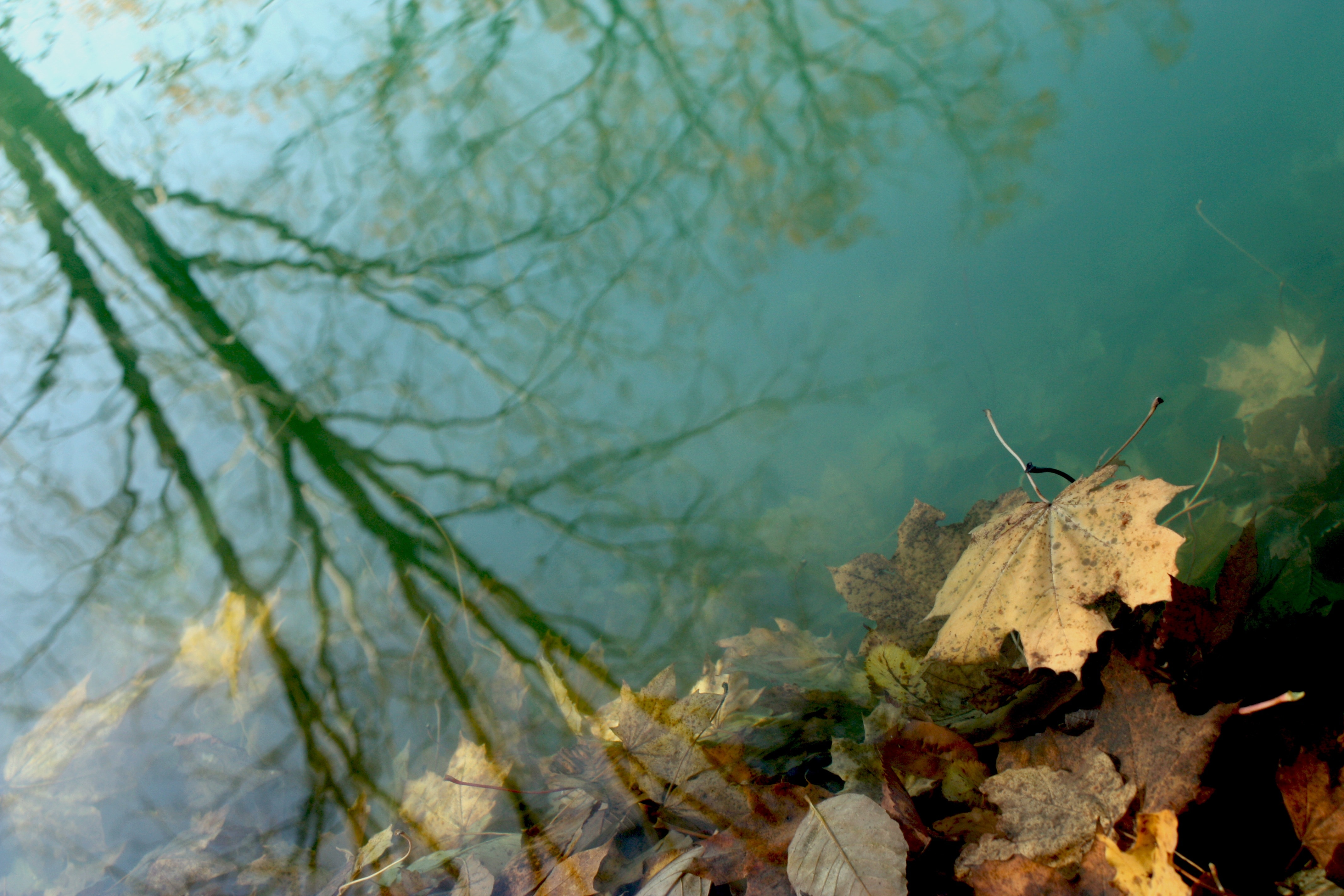 Попав в листья вода с поверхности. Листья на воде. Листья под водой. Осенние листья на воде. Листок на воде.