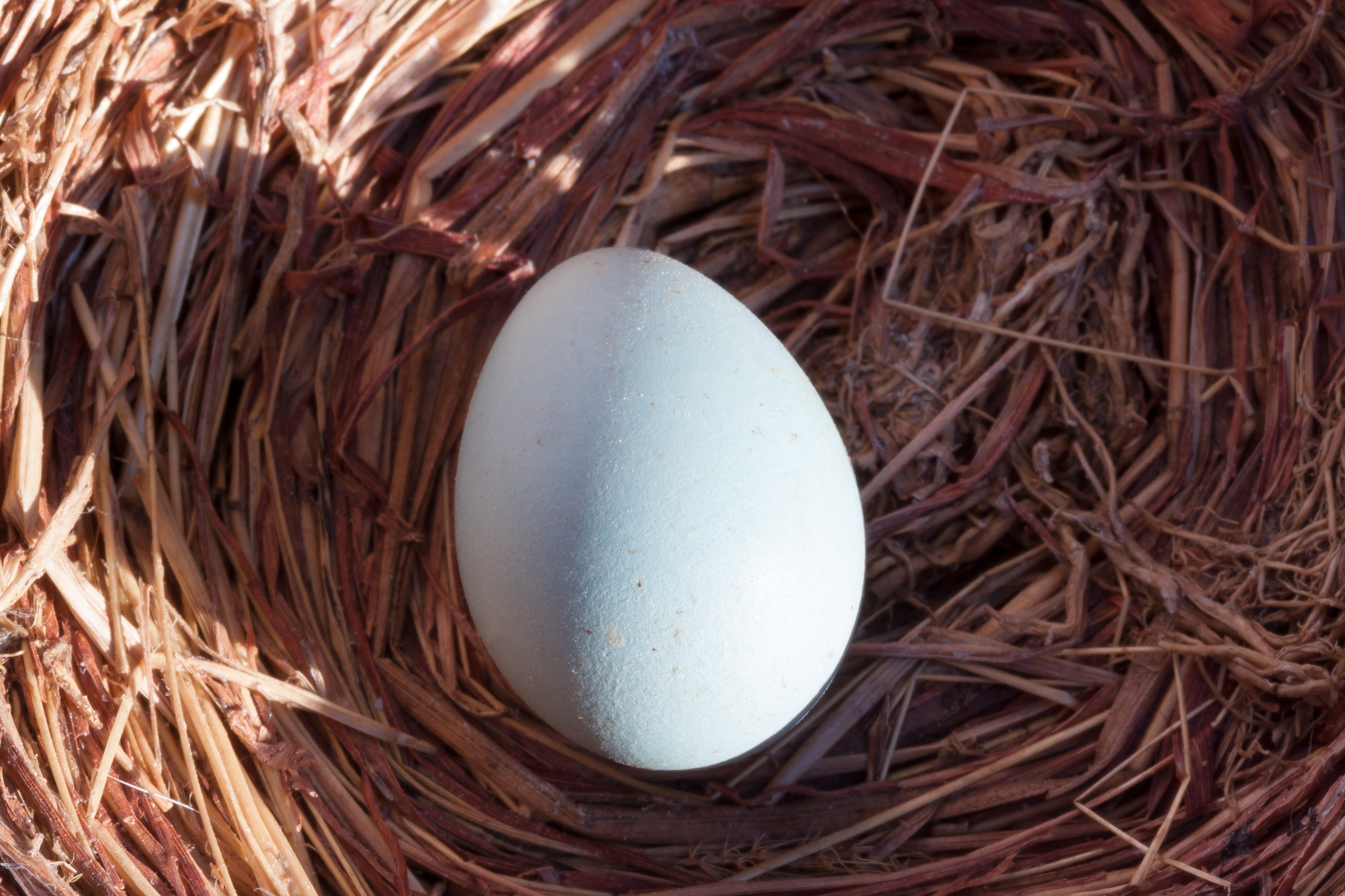Фотки яичек. Яйцо. Яйца птиц. Гнездо с яйцами. Яйца птиц в гнезде.