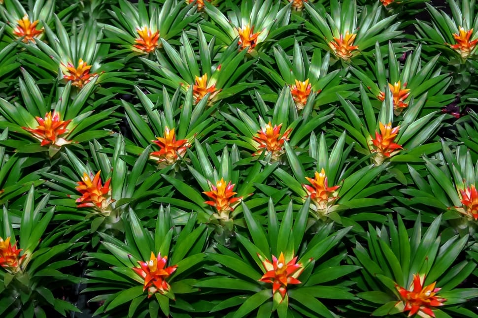 Nature, Bromeliad, Plant, Jungle, green color, plant preview