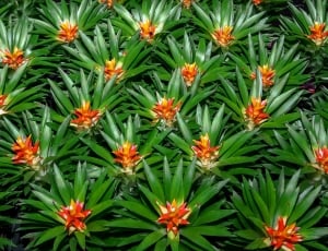 Nature, Bromeliad, Plant, Jungle, green color, plant thumbnail