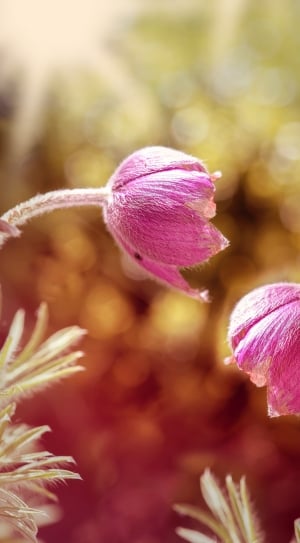 pink pasque flower thumbnail