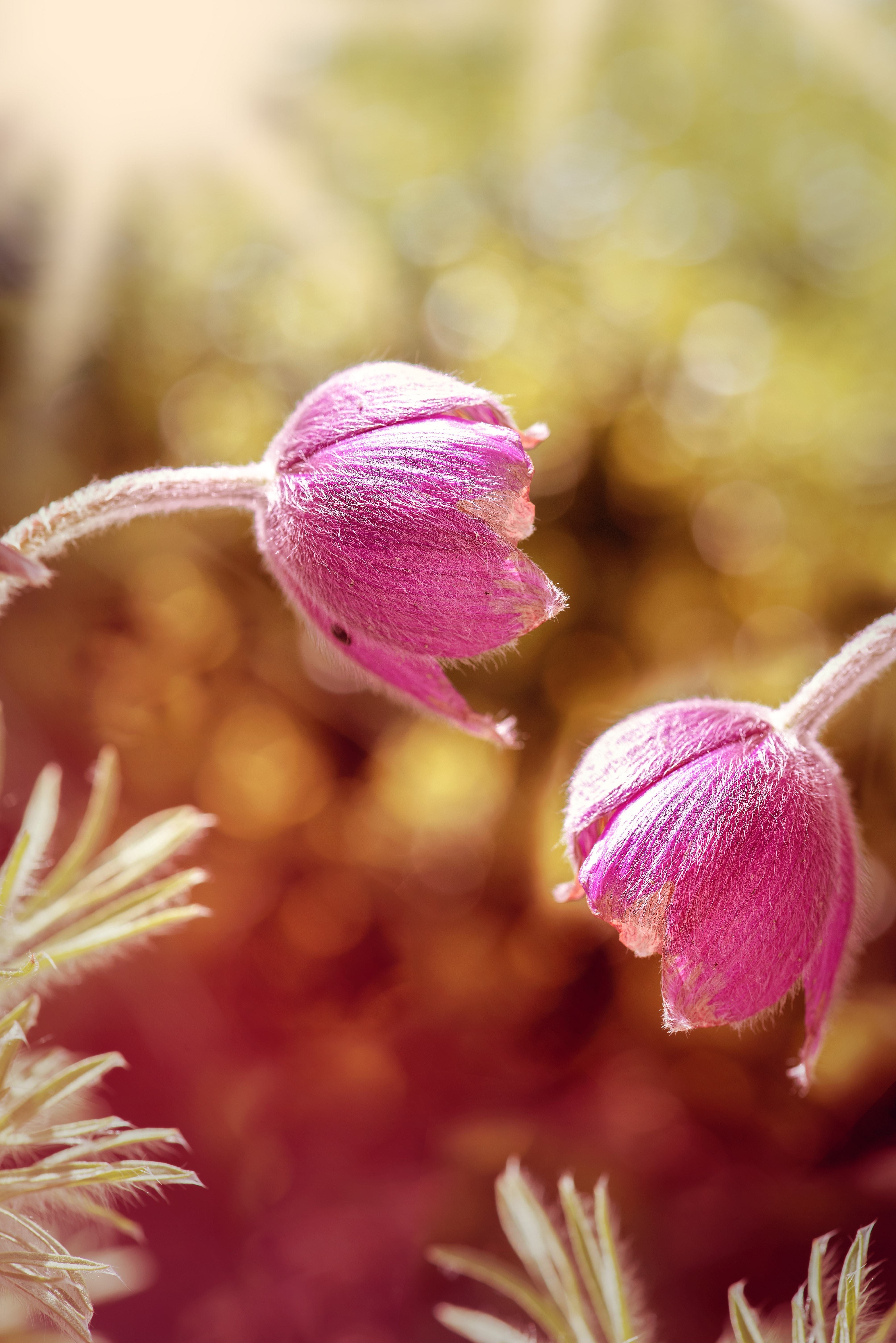 pink pasque flower