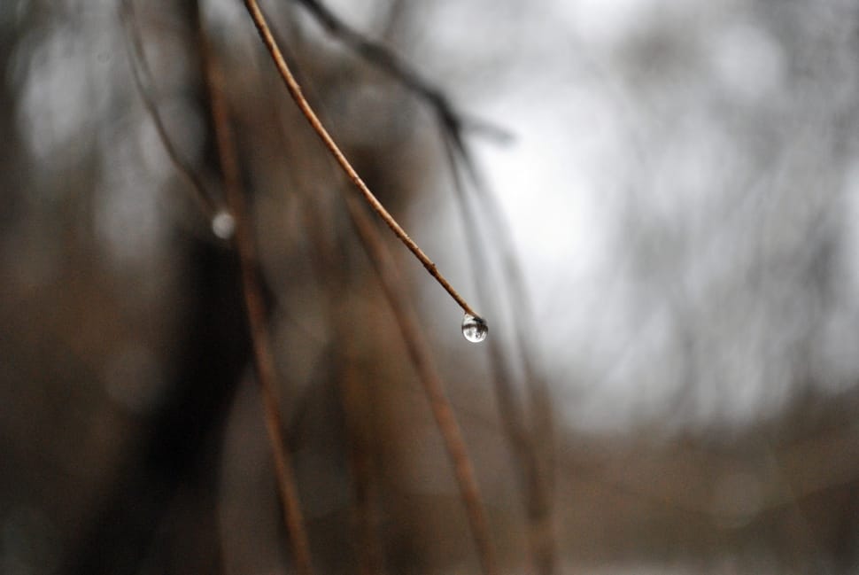 brown tree branch with water drops preview
