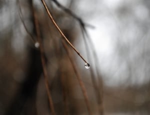 brown tree branch with water drops thumbnail