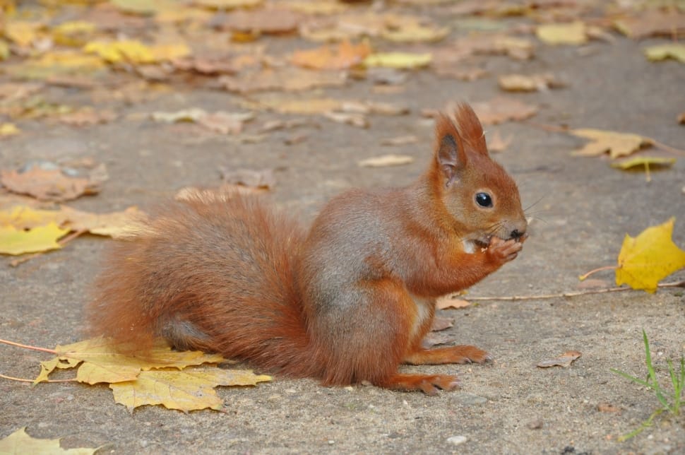 red squirrel near yellow maple leaf during daytime preview