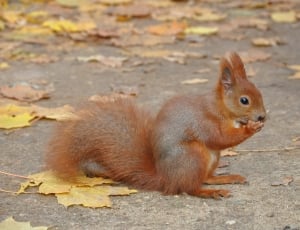 red squirrel near yellow maple leaf during daytime thumbnail