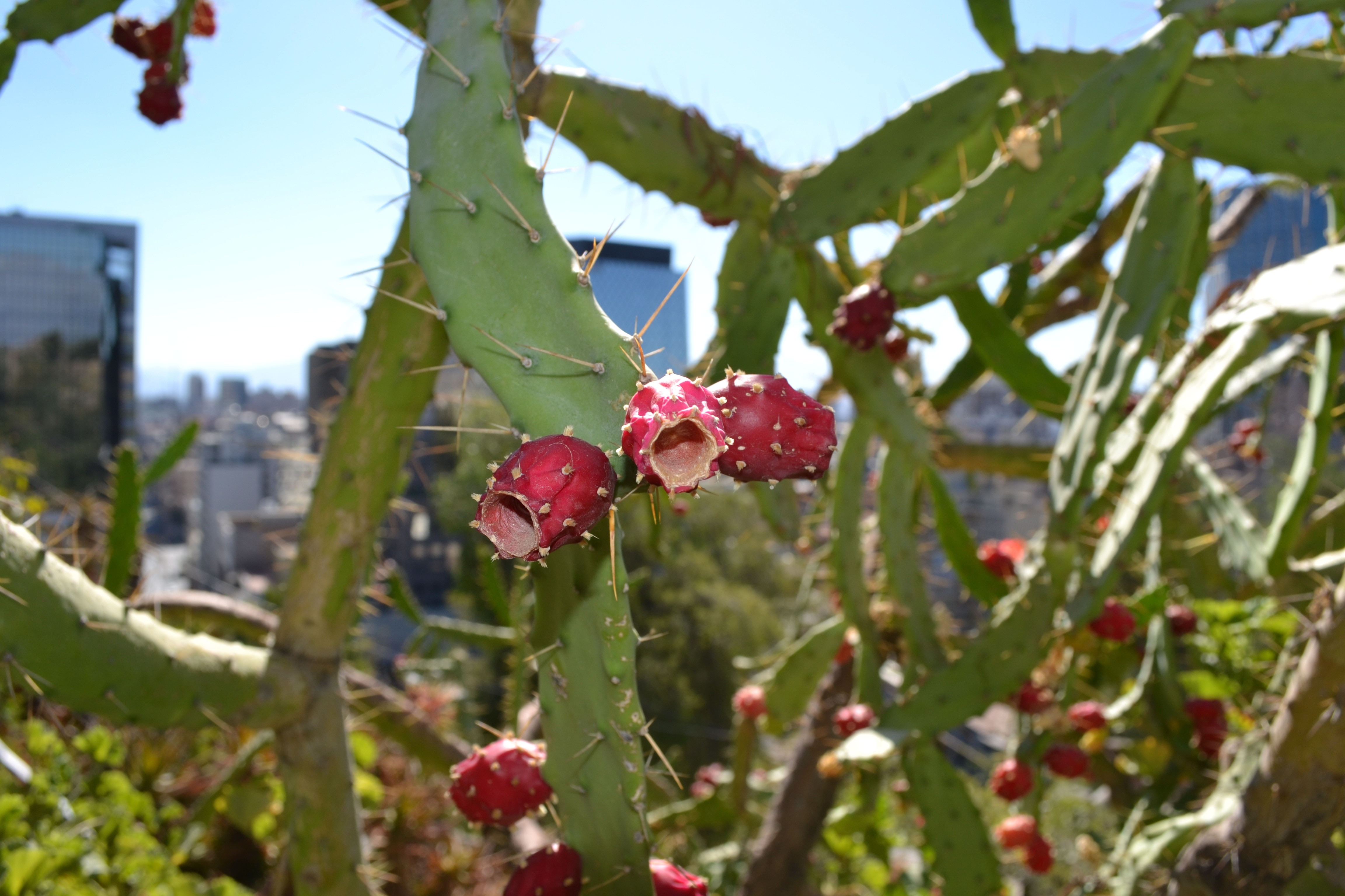 3840x2160 wallpaper | green cactus with red flowers | Peakpx