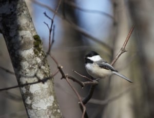 gray bird on top of brown tree brunch thumbnail