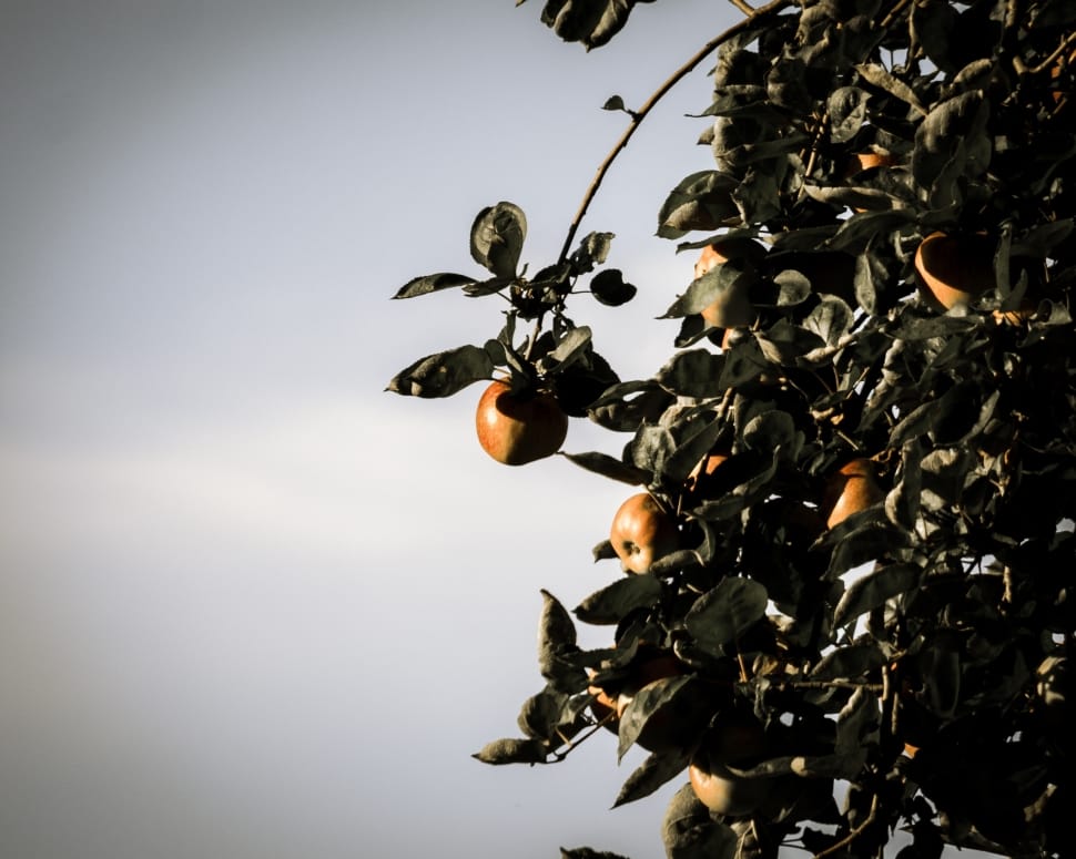 Apple, Apple Tree, Fruit, Delicious, fruit, no people preview