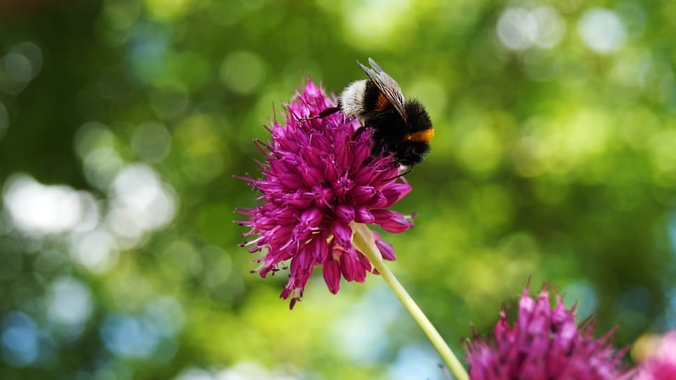 Of Course, Bloom, Flower, Nature, Hummel, , preview