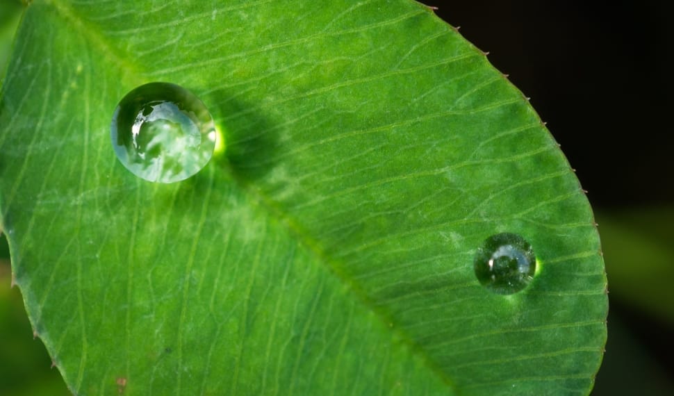 green leaf with water drops preview