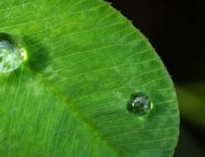 green leaf with water drops thumbnail