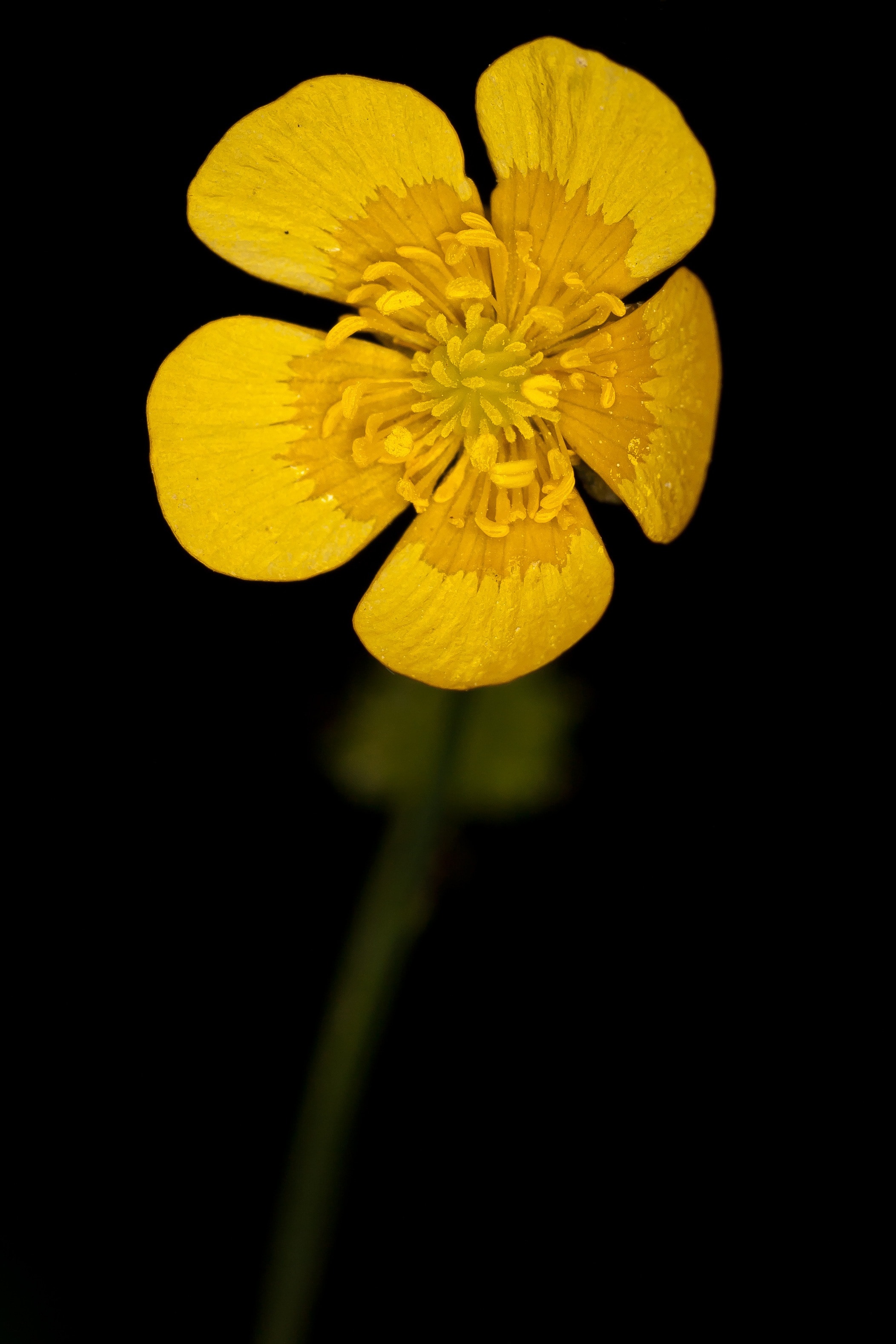yellow petaled fower