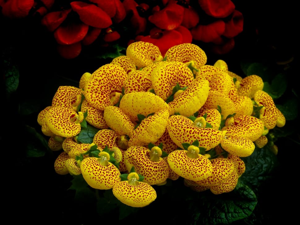 Calceolaria, Lady's purse preview