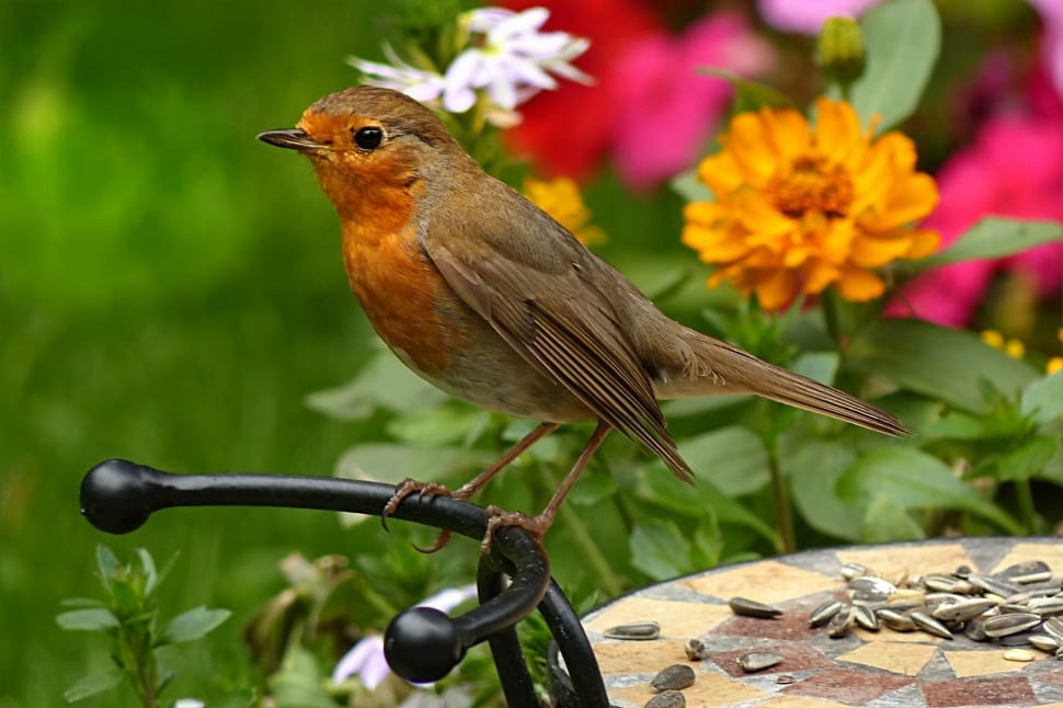 Robin, Erithacus Rubecula, Bird, bird, one animal preview