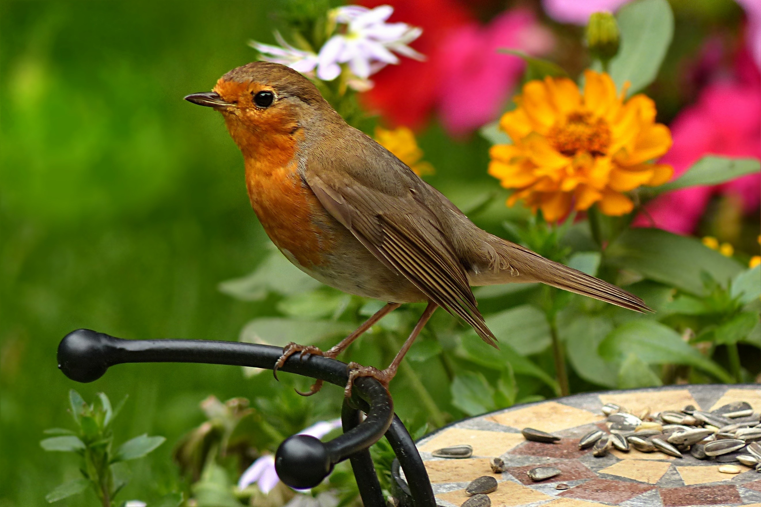 Robin, Erithacus Rubecula, Bird, bird, one animal