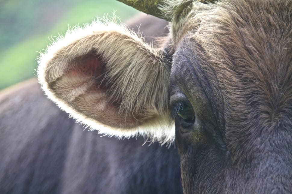 Back Light, Cow, Detail, Andes, Hair, one animal, animal body part preview