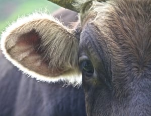 Back Light, Cow, Detail, Andes, Hair, one animal, animal body part thumbnail