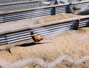 brown and white chicken thumbnail