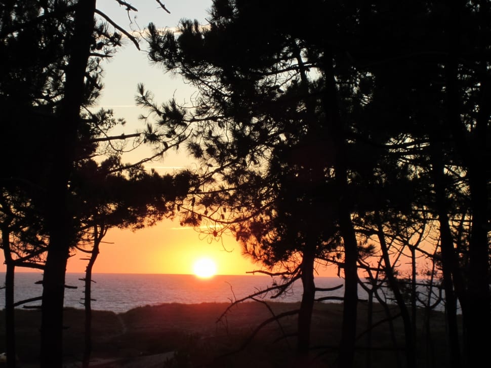 silhouette of tree during sunset preview