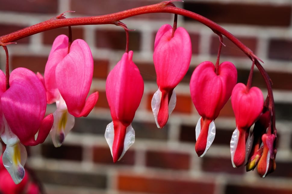 Bleeding Heart, Lamprocapnos Spectabilis, red, close-up preview