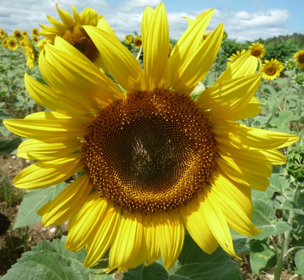 Flower, Oil, Sunflower, Summer, Yellow, flower, yellow preview