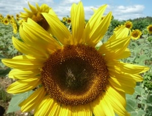 Flower, Oil, Sunflower, Summer, Yellow, flower, yellow thumbnail