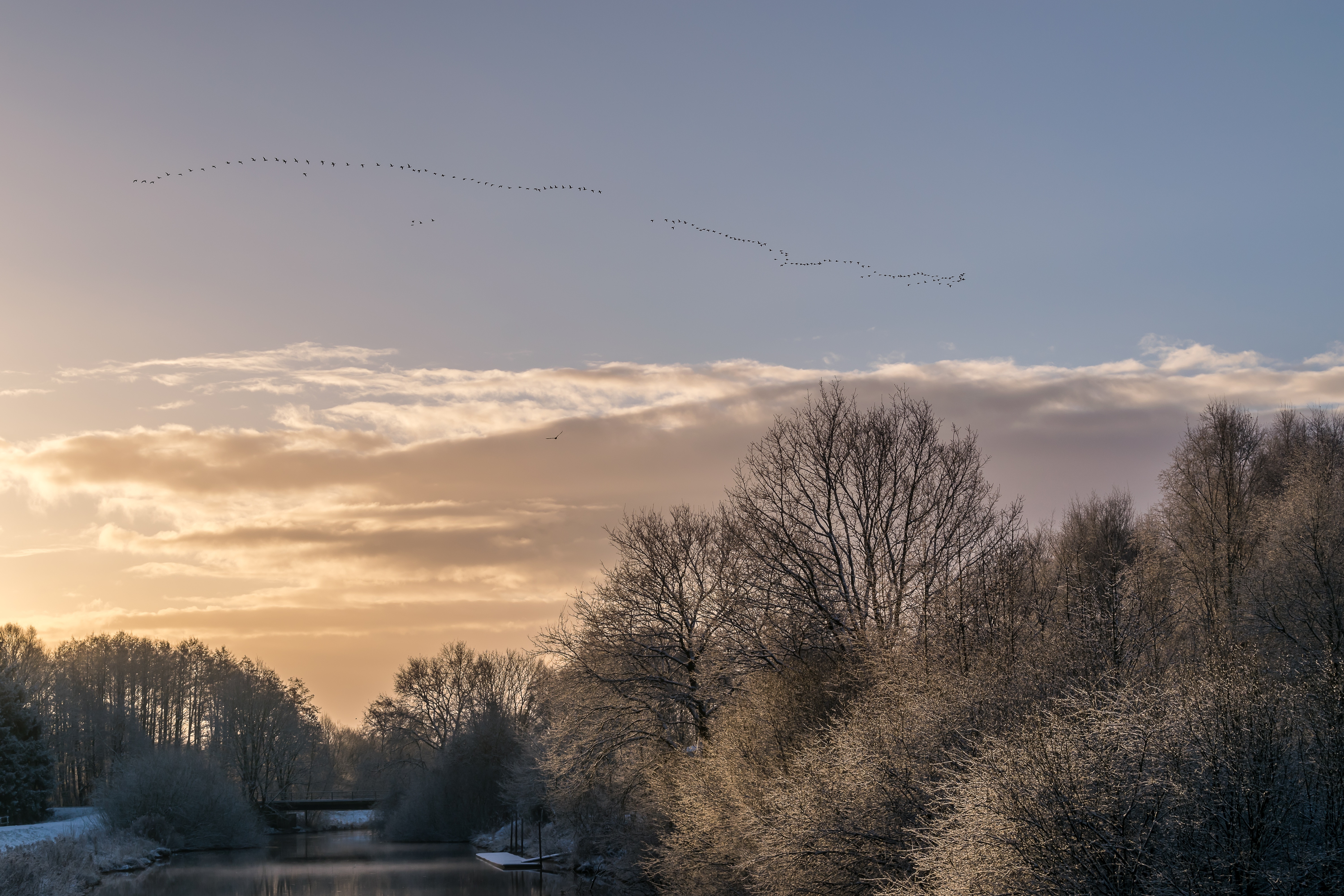 flock of birds flying above forest beside river