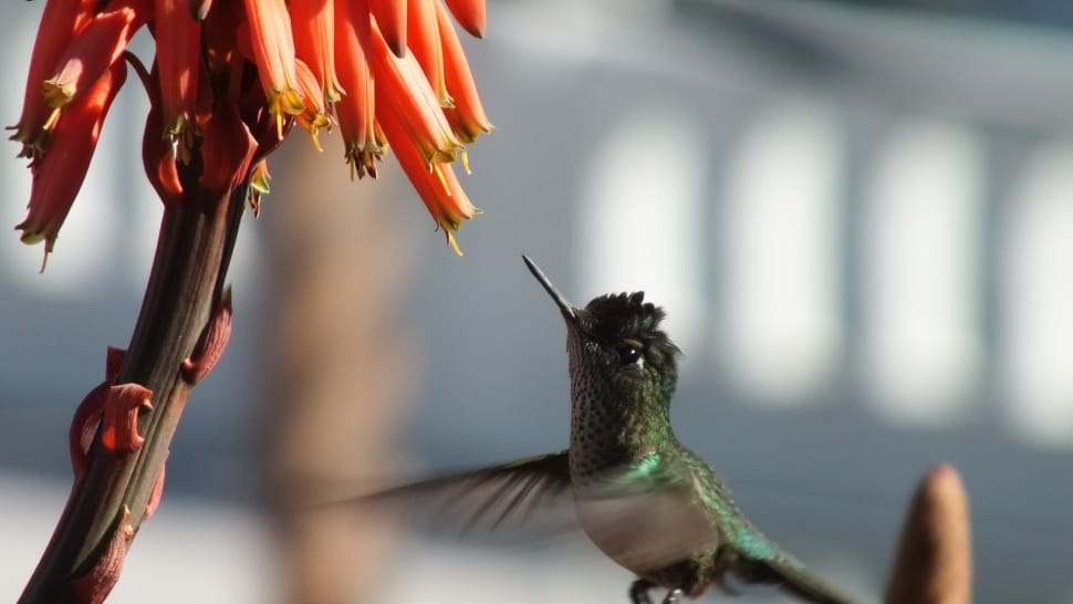 Hummingbird, Flight, Flower, Wings, animal themes, one animal preview
