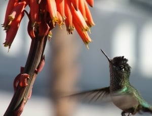 Hummingbird, Flight, Flower, Wings, animal themes, one animal thumbnail
