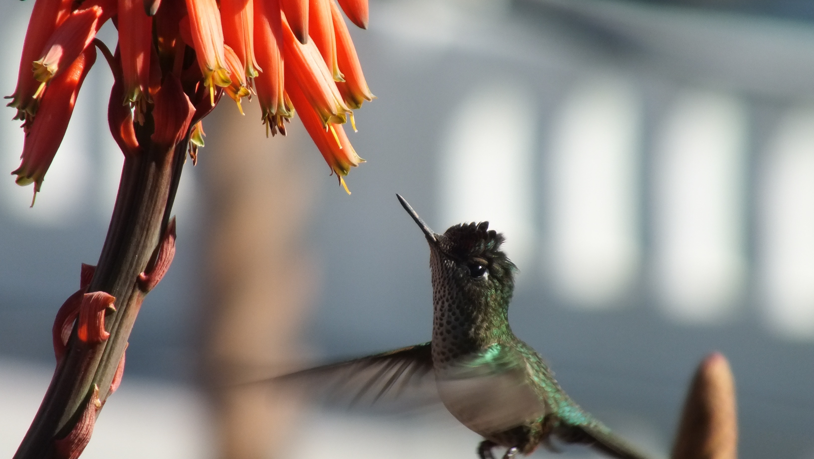 Hummingbird, Flight, Flower, Wings, animal themes, one animal