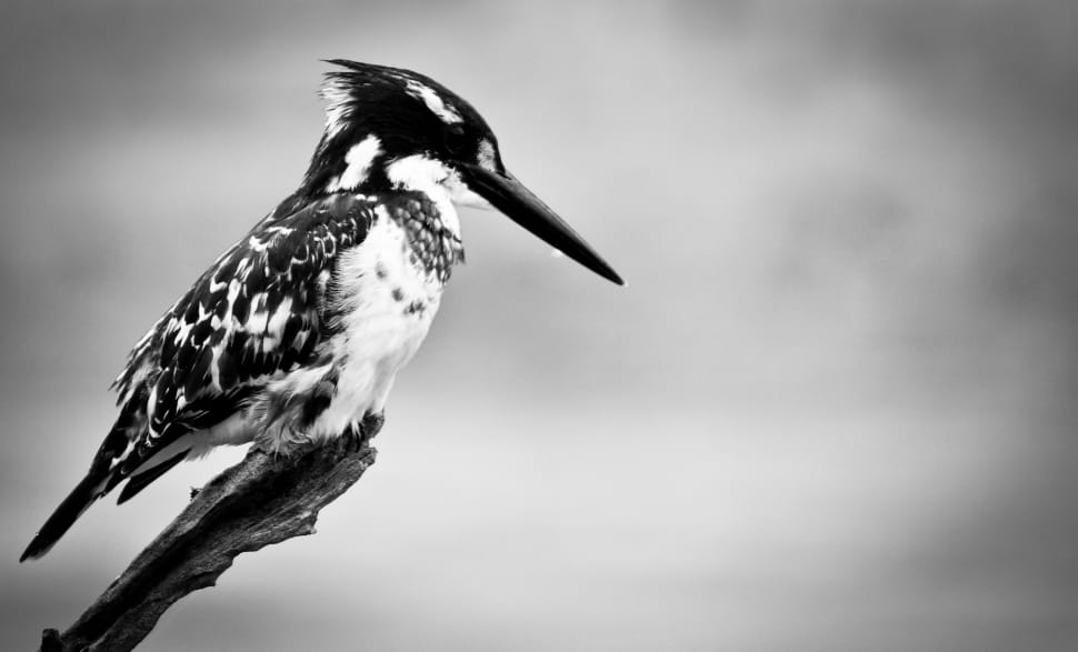 white and black long beak bird preview