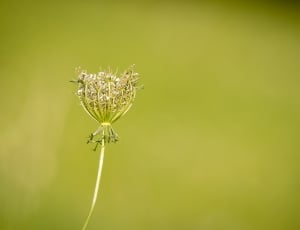 dandelion flower thumbnail