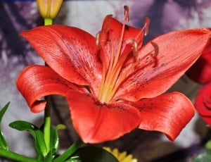 Flower, Lily, Red, flower, close-up thumbnail