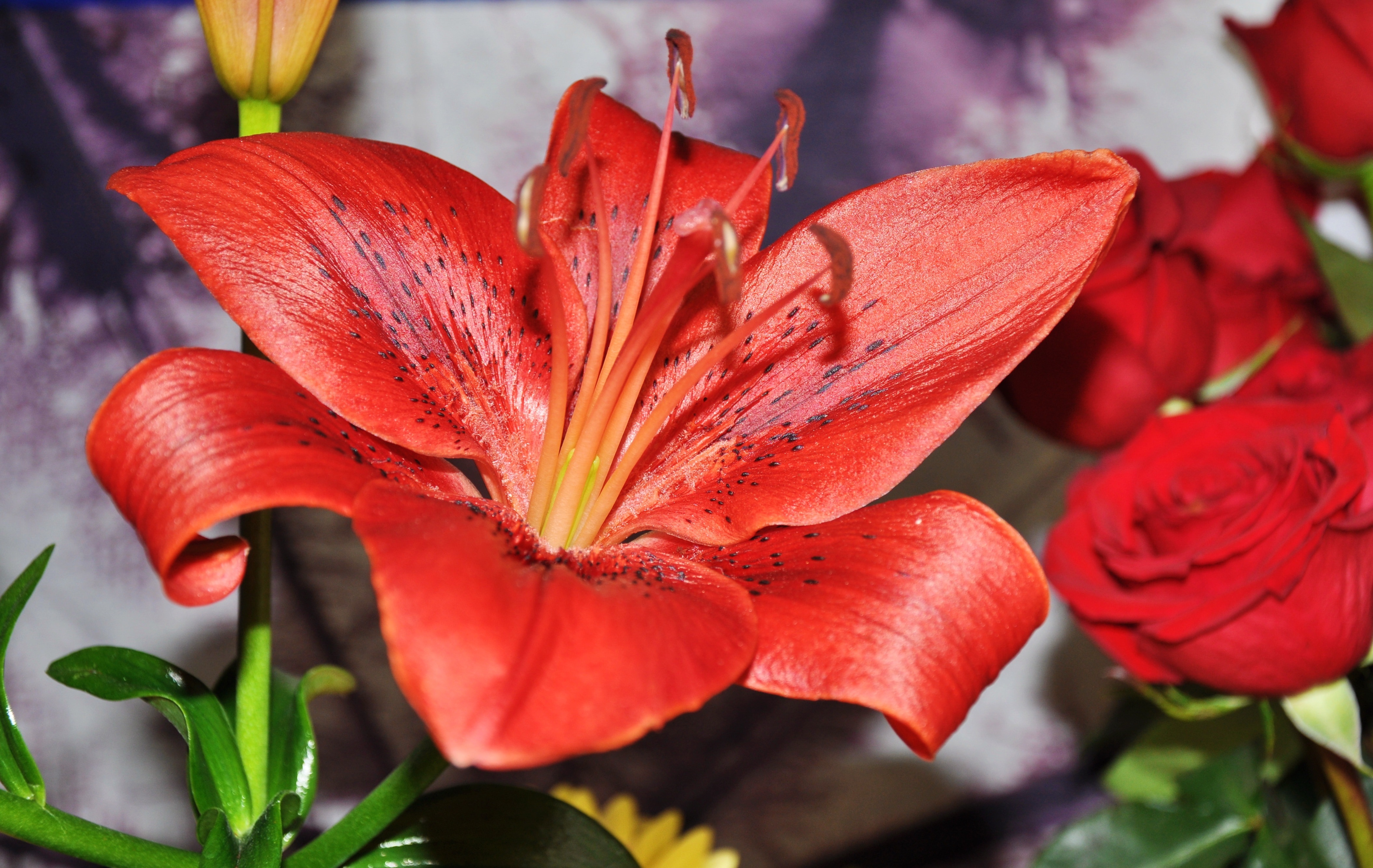 Flower, Lily, Red, flower, close-up